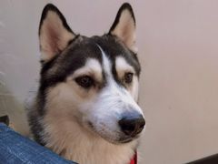 -Husky Go! 哈士奇体验馆·宠物咖啡厅狗咖