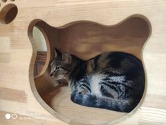 -more than meow吴止猫主题餐厅(承德 中船汇店)