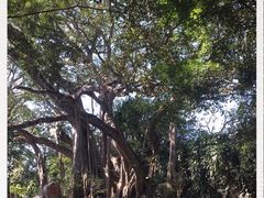 -瑞丽独树成林风景区