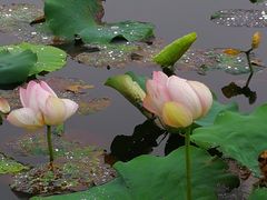 -荷塘月色湿地公园·向阳花洲