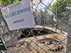 -北京呀路古热带植物园