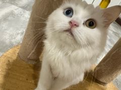 -楼上猫咖(罗湖店)