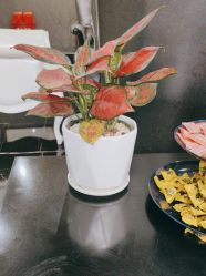 -深圳阳光医疗美容医院·旗舰店