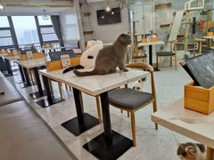 -喵园·猫主题咖啡厅·撸猫·猫咖(国贸店)