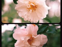 -杭州植物园