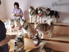 -Husky Go! 哈士奇体验馆·宠物咖啡厅狗咖