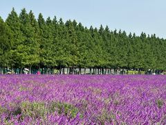-嘉北郊野公园