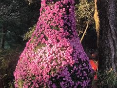 -杭州植物园