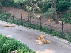 -大连森林动物园