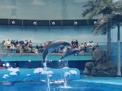 -海合安成都极地海洋公园