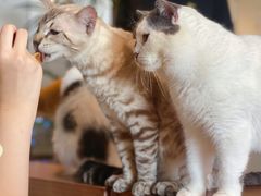 -Cappucimeow猫咪咖啡馆(韦伯时代店)