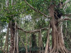 -中国科学院西双版纳热带植物园