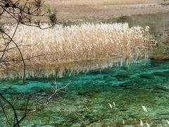-九寨沟-树正沟