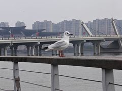 -蠡湖大桥公园