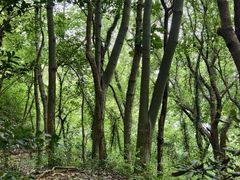 -上海佘山国家森林公园天马山园