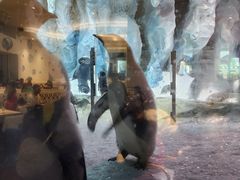 -帝企鹅自助餐厅•儿童岛•真企鹅(长隆企鹅酒店)