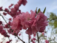 -南汇桃花村
