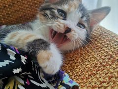 -瑞派宠物医院·犬猫全科·猫友好(宾水西道店)