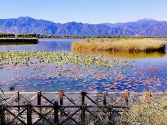 -野鸭湖国家湿地公园