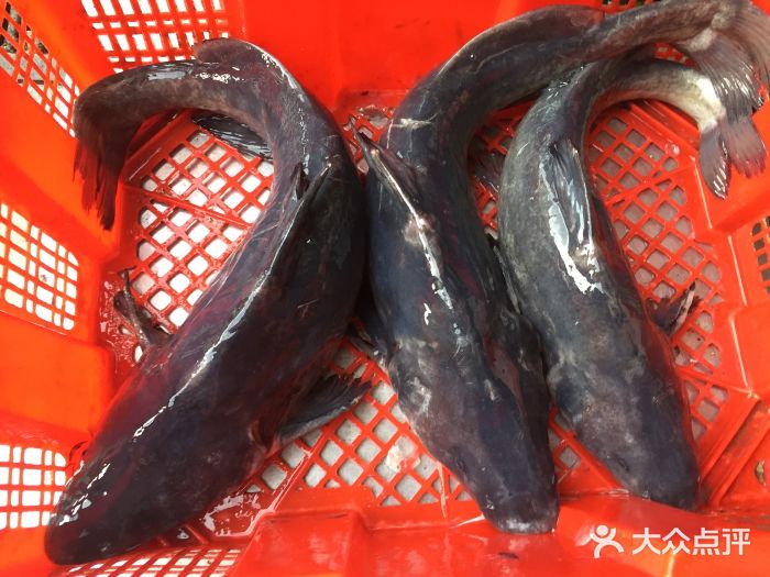 胖妹豆腐鱼图片