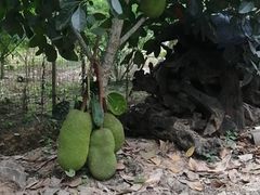 -西双版纳傣族园