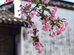 -何园