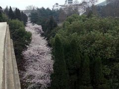-武汉大学-樱园