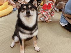 -逗柴咖啡屋·狗咖猫咖宠物桌游