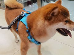 -宠福鑫康馨动物医院·骨科·眼科