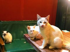 -猫色咖啡·猫咖