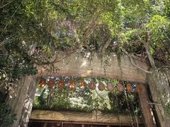 -西双版纳原始森林公园