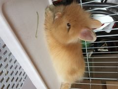 -宠物兔专门店(天丰利市场店)