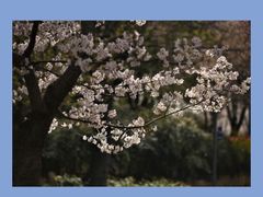 -顾村公园