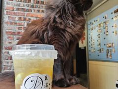 -豆逗聊愈猫阁Easy Life