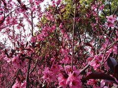 -上海市龙华烈士陵园