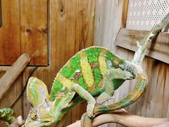 -上海大自然野生昆虫馆(东方明珠·爬宠昆虫探索中心)