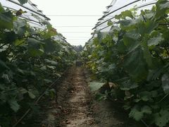 -马陆小张葡萄园农家乐