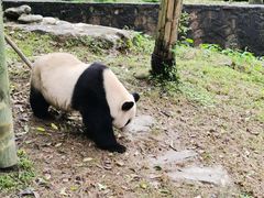 -都江堰中华大熊猫苑