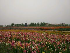 -金卉庄园