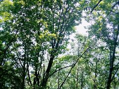 -陕西省红河谷森林公园