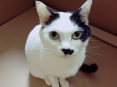 -安安宠医宠物医院·异宠·犬猫内科(岳阳分院)