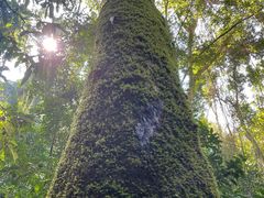 -西双版纳原始森林公园