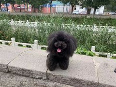 -沐沐家宠物(成寿寺店)