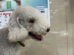 -瑞鹏宠物医院·普外科·影像科·皮肤科(城市山谷分院)