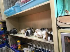 -万商花鸟市场