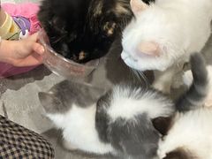 -楼上猫咖(罗湖店)