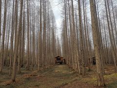 -黄海国家森林公园