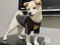 -萌宠之家·腊肠犬·马尔泰·小体犬舍
