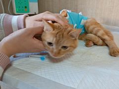 -北京观赏动物医院·24小时大型综合·猫专科·异宠专科