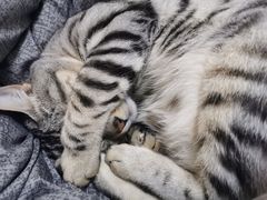 -伟伟宠物医院·瑞派猫友好医院·猫科(光谷店)